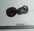 Click for 1 image(s) for this accession. FRUIT